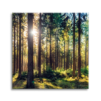 Obraz na płótnie Las Słońce Drzewa Wiosna Poranek 80X80 cm
