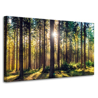Obraz na płótnie Las Słońce Drzewa Wiosna Poranek 100x60 cm