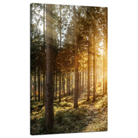 Obraz na płótnie Brzozy Drzewa Słońca Poranek 70x120 cm