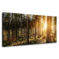 Obraz na płótnie Brzozy Drzewa Słońca Poranek 80x40 cm
