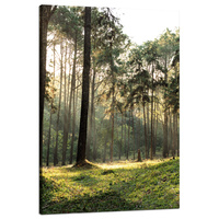 Obraz na płótnie Las Drzewa Słońce Natura 80x120 cm