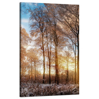 Obraz na płótnie Drzewa Zima Wschodzące Słońce 50x80 cm