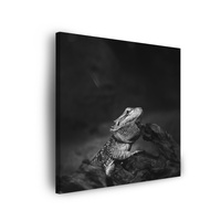 Obraz na płótnie Jaszczurka Gad Czarno-Białe Natura 90x90