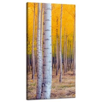 Obraz na płótnie Brzozy Jesienią Żółte Liście 40x80 cm