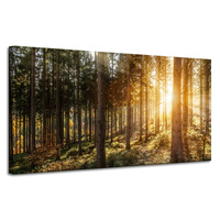 Obraz na płótnie Brzozy Drzewa Słońca Poranek 120x60 cm