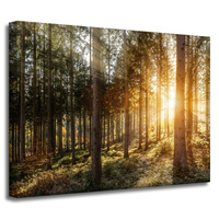 Obraz na płótnie Brzozy Drzewa Słońca Poranek 40x30 cm